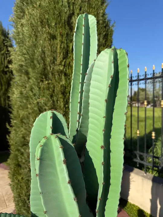 Cactus Artificial Opuntia 191cm Ghiveci Modern Eva