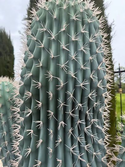 Artificial Cactus 195cm Modern Eva Pot