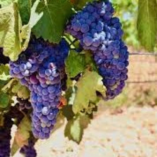 Proyecto Garnachas Βιολογικό Κρασί Ροζέ Ξηρό Χωρίς Αλκοόλ 750ml
