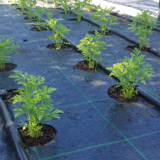 ProKROB Ground Cover Fabric Carrot 1x25m 1000 Positions 99206