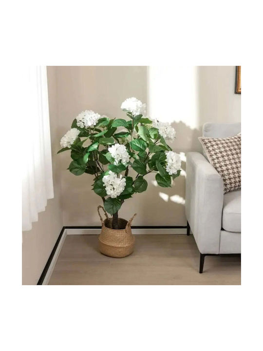 Plantă Decorativă În Ghiveci Hortensia Rossima