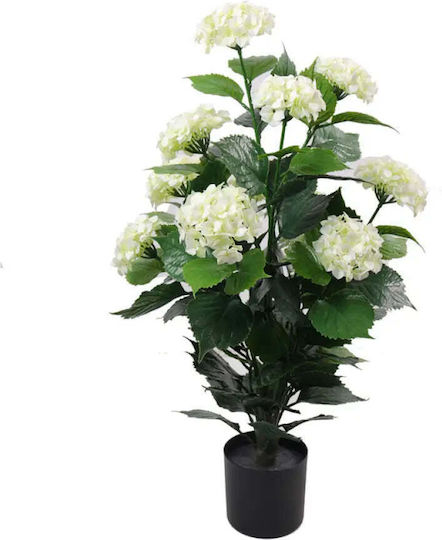 Decorative Plant In Pot Rossima Hydrangea