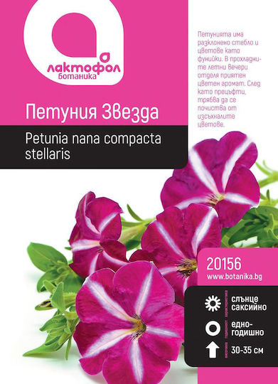 Petunia Stea Semințe Botanice