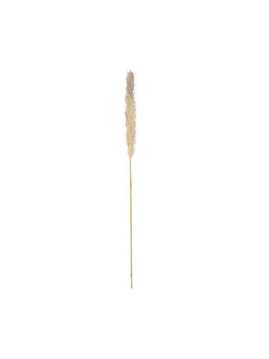 Αποξηραμένο Φυτό Pampas grass Γκρι Beauty Home