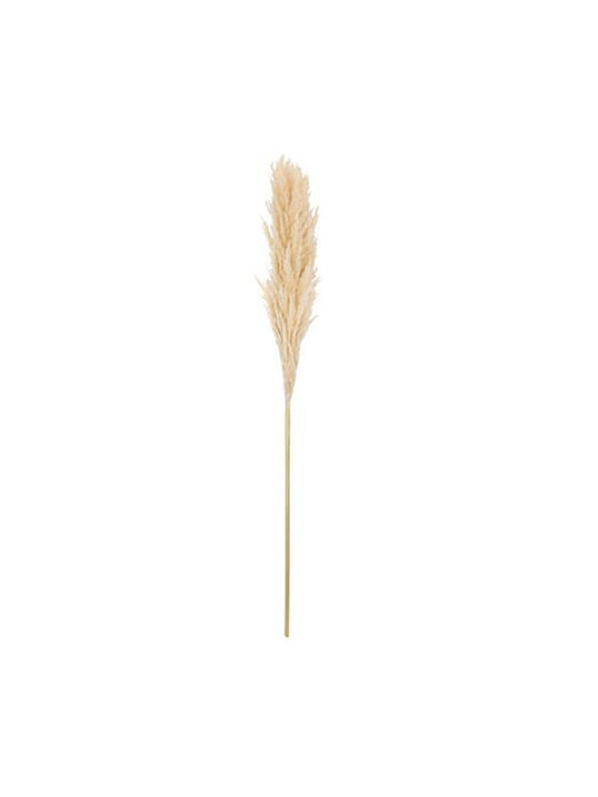 Αποξηραμένο Φυτό Pampas grass Εκρού Beauty Home