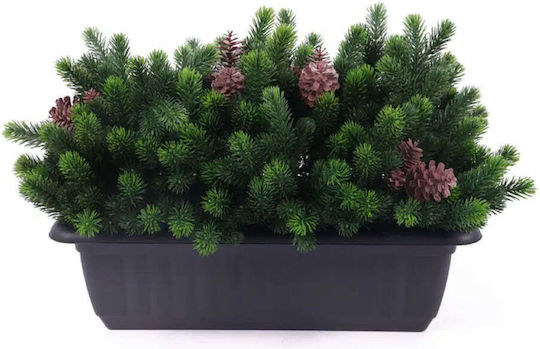 Plantă Decorativă În Cutie Rossima Con De Pin