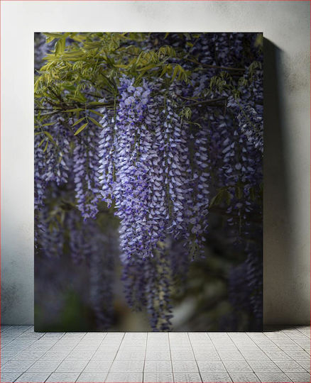 Πίνακας Wisteria Flowers Λουλούδια Wisteria 80x120 Πίνακας Wisteria Flowers Λουλούδια Wisteria 80x120