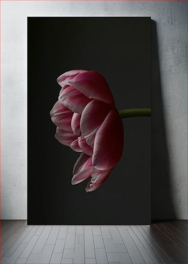 Single Pink Tulip Μονή Ροζ Τουλίπα Single Pink Tulip Μονή Ροζ Τουλίπα