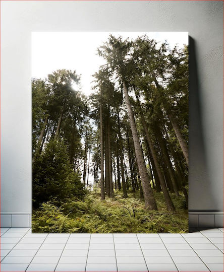 Forest Trees Under The Sunlight Δασικά Δέντρα Κάτω Από Το Φως Του Ήλιου 1 σε Καμβά