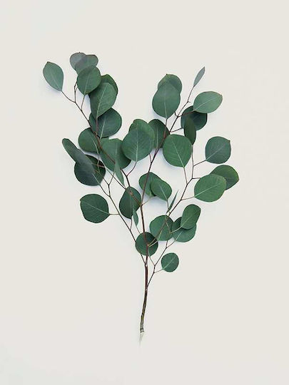 Eucalyptus P Ξύλινο