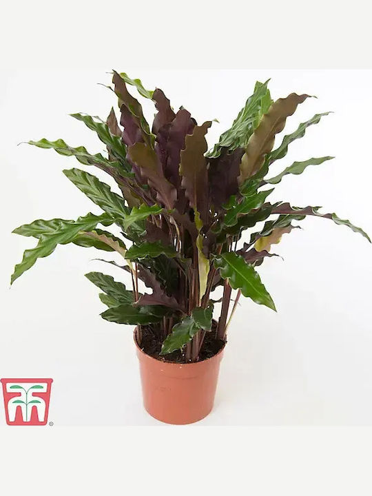 Καλαθέα Calathea Rufibarba Tropistar Xxl