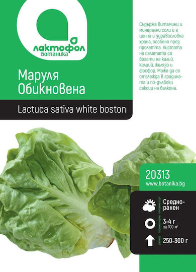 Common Lettuce Seeds Botanic