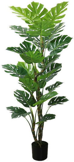 Monstera Potted Plant Black Next Monstera Potted Plant Black Next