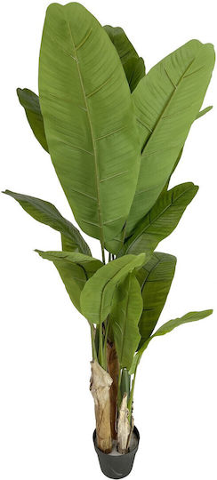 Outdoor Musa Tree Supergreens