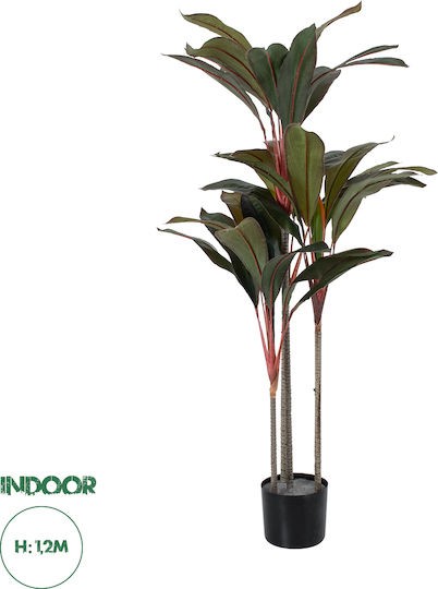 Ficus Baum im Freien 5 Stück GloboStar