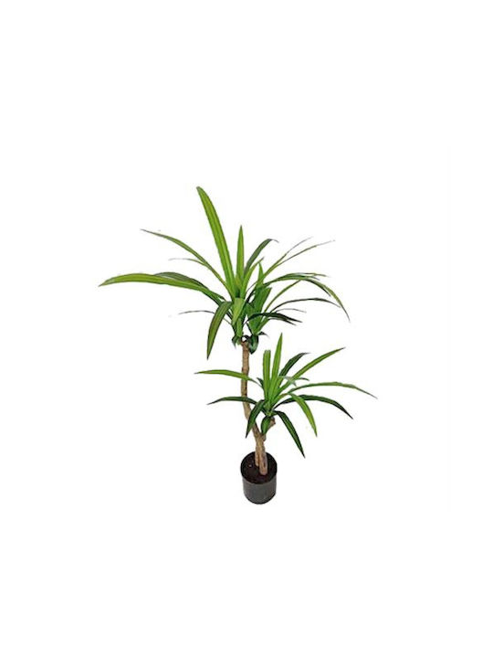 Dracaena Дърво На Открито Zaros
