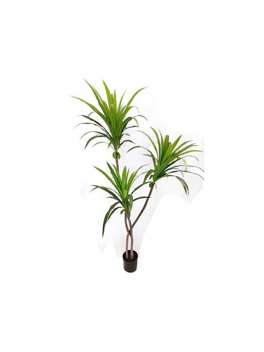 Dracaena Дърво На Открито Zaros