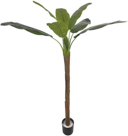 Banana Plant in Pot Supergreens