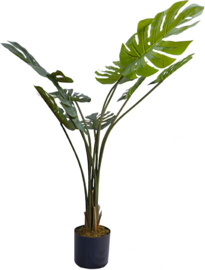 Monstera Растение в Саксия Home & Camp