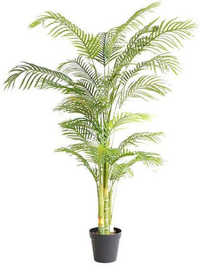 Outdoor Palm Tree Newplan