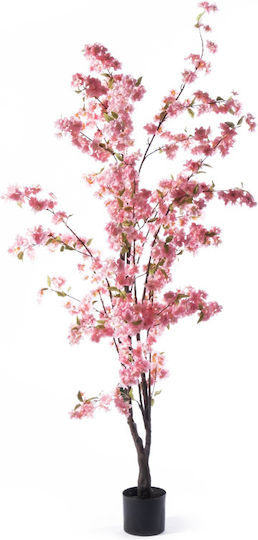 Pink Outdoor Cherry Supergreens Pink Outdoor Cherry Supergreens