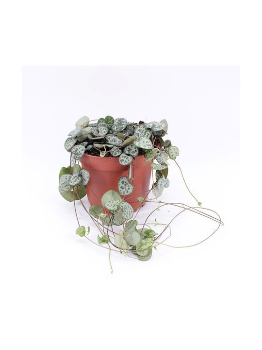 Ceropegia Woodii ”String Hearts” Plantă Atârnată