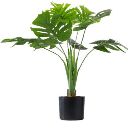 Gardin Topfpflanze Monstera Gardin Topfpflanze Monstera
