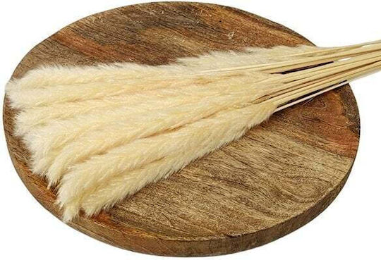 Καλαμι Pampas Φουντωτο Αποξηραμενο Λουλουδι 70gr Υψος 75cm