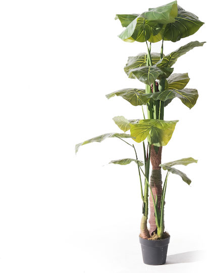 Alocasia На Открито Supergreens