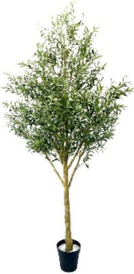 Ελιά Εξωτερικού Χώρου 310cm Supergreens