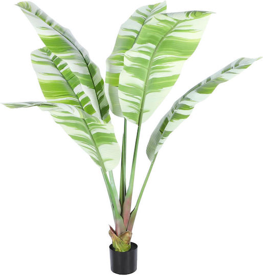 Outdoor Musa Tree Supergreens
