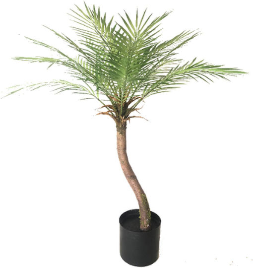 Palm Tree in a Pot Supergreens