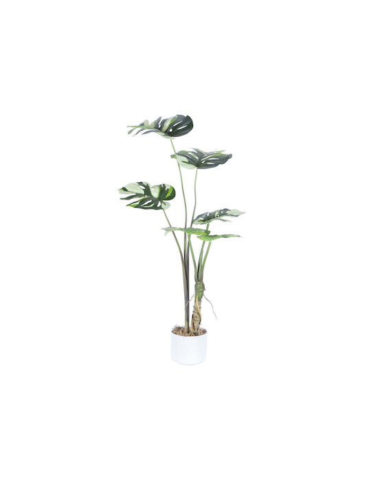 Μονστέρα σε Γλάστρα Supergreens