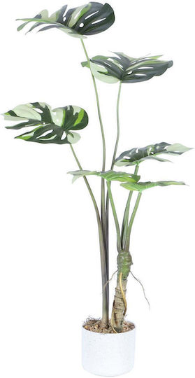 Monstera in a Pot Supergreens Monstera in a Pot Supergreens