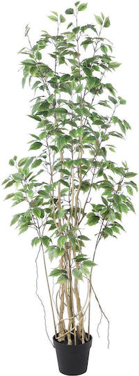 Supergreens Beliebte Pflanzen/Bäume Ficus im Freien