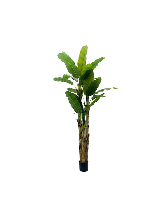 Муса Дърво На Открито Supergreens Муса Дърво На Открито Supergreens