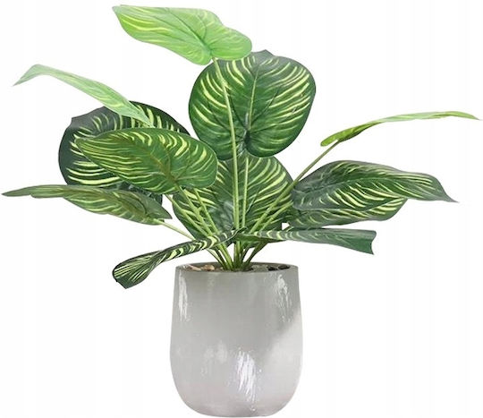 Calathea În Ghiveci Mic