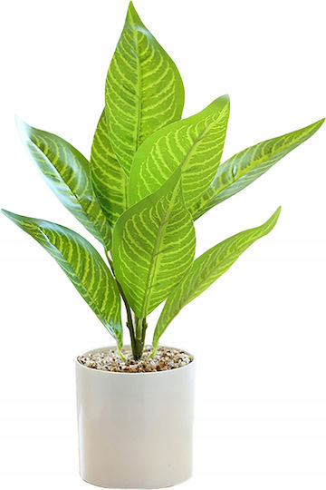 Bonsai În Ghiveci Mic