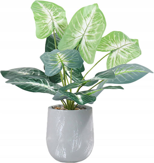 Alocasia În Ghiveci Mic