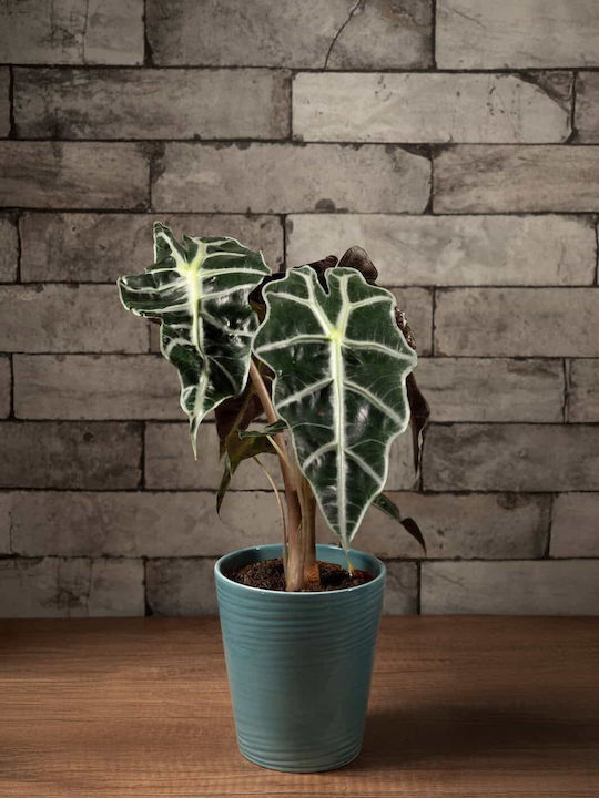 Petrol Ceramic Decorative Plant Pot 13/14cm