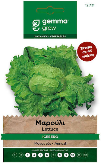 Samen Kopfsalat Samen Kopfsalat