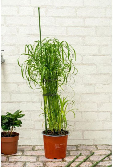 Kinzo Pflanzenspieße Stange 6 Stück 50-80 cm