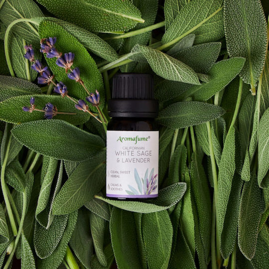 Therapeutisches Mischöl Mit Salbei & Lavendel Ätherische Öle 10ml