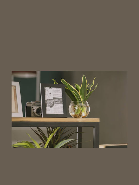 Hydroponische Sansevieria Pflanze Für Innenraum 12/25cm Durchsichtige Glaskugel 480ml