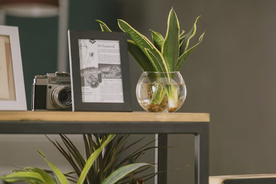 Hydroponische Sansevieria Pflanze Für Innenraum 12/25cm Durchsichtige Glaskugel 980ml