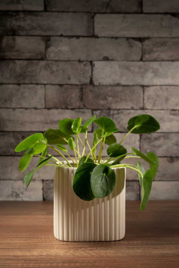 Aquaplant Ceramic Multicolour Plant Pot