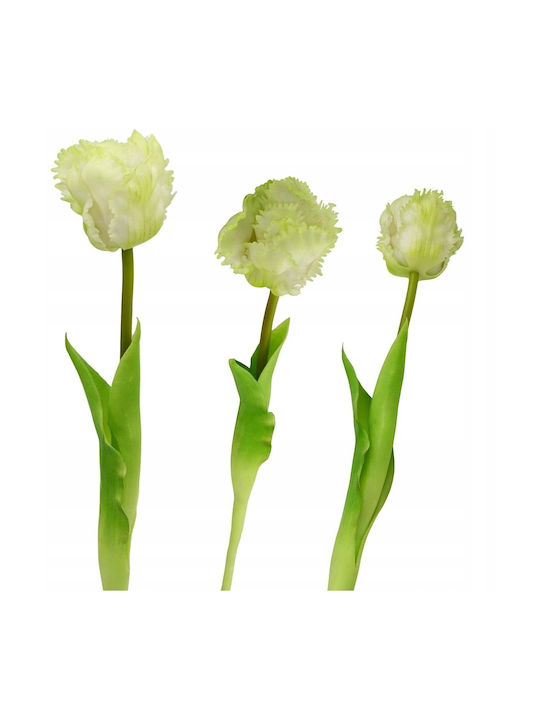 White Tulip Saska Garden