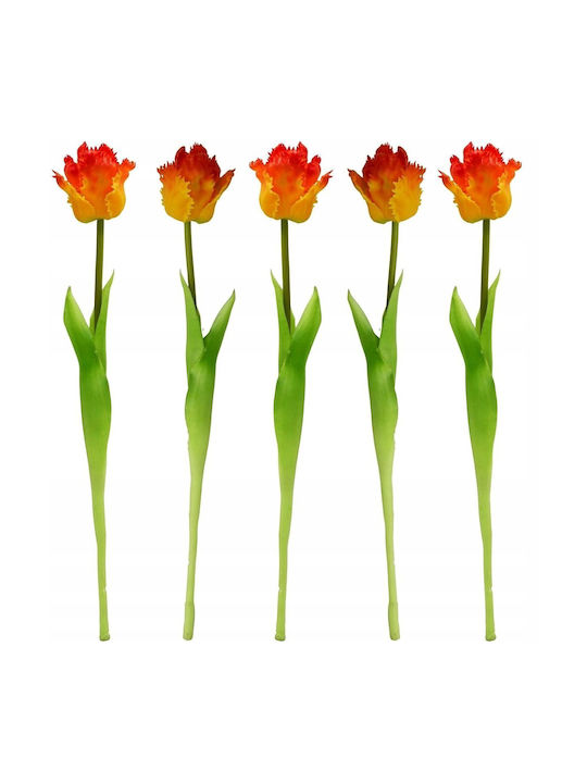 Orange Tulip Saska Garden