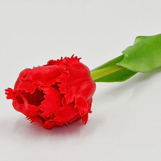 Tulpe Rote Saska Garden