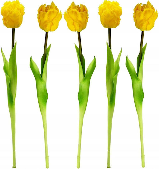 Gelbe Tulpe Saska Garden